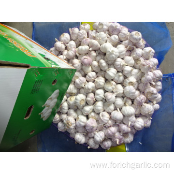 Fresh Garlic Of Good Quality Normal White Garlic